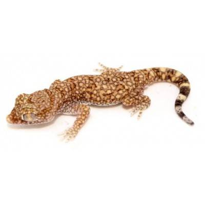 Stenodactylus sthenodactylus - Gecko élégant