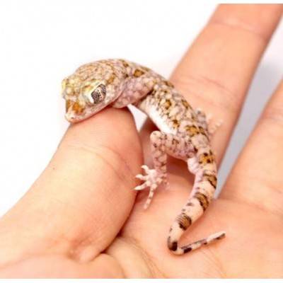 Stenodactylus sthenodactylus - Gecko élégant