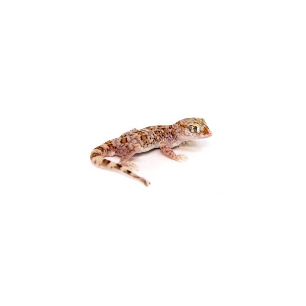 Stenodactylus sthenodactylus - Gecko élégant