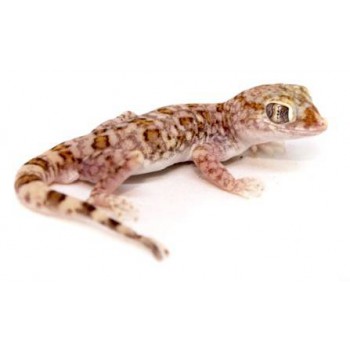 Stenodactylus sthenodactylus - Gecko élégant