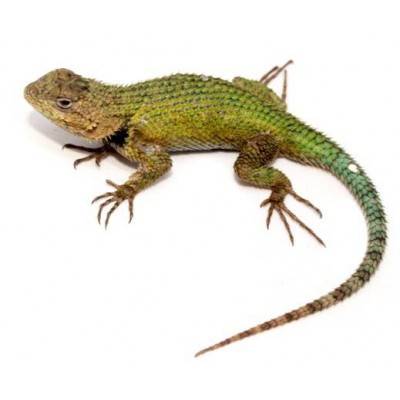 Sceloporus malachiticus - Lézard vert épineux malachite