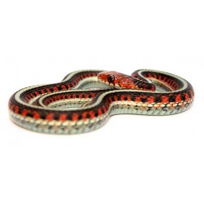 Thamnophis sirtalis infernalis - Serpent jarretière de Californie