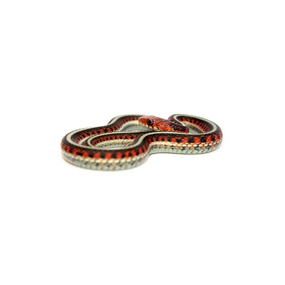 Thamnophis sirtalis infernalis - Serpent jarretière de Californie Thamnophis sirtalis infernalis - Serpent jarretière de Californie