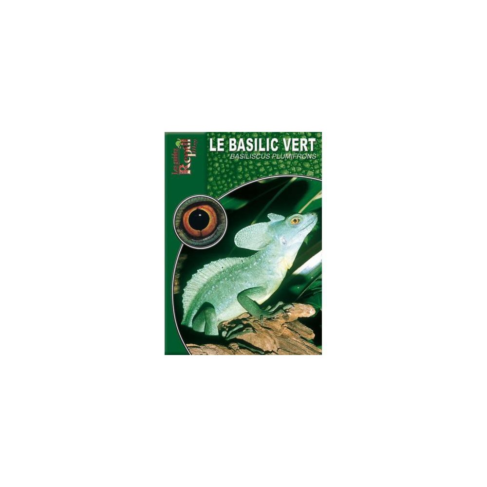 Le basilic vert- Basiliscus plumifrons- Les guides reptilmag