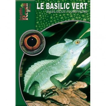 Le basilic vert- Basiliscus plumifrons- Les guides reptilmag