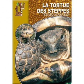 La tortue des steppes- Testudo horsfieldii- Les guides Reptilmag