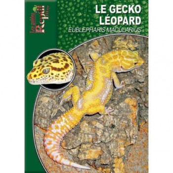 Le gecko léopard- Eubepharis macularius- Les guides Reptilmag