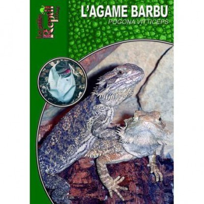 L'agame barbu- Pogona vitticeps- Les guides Reptilmag