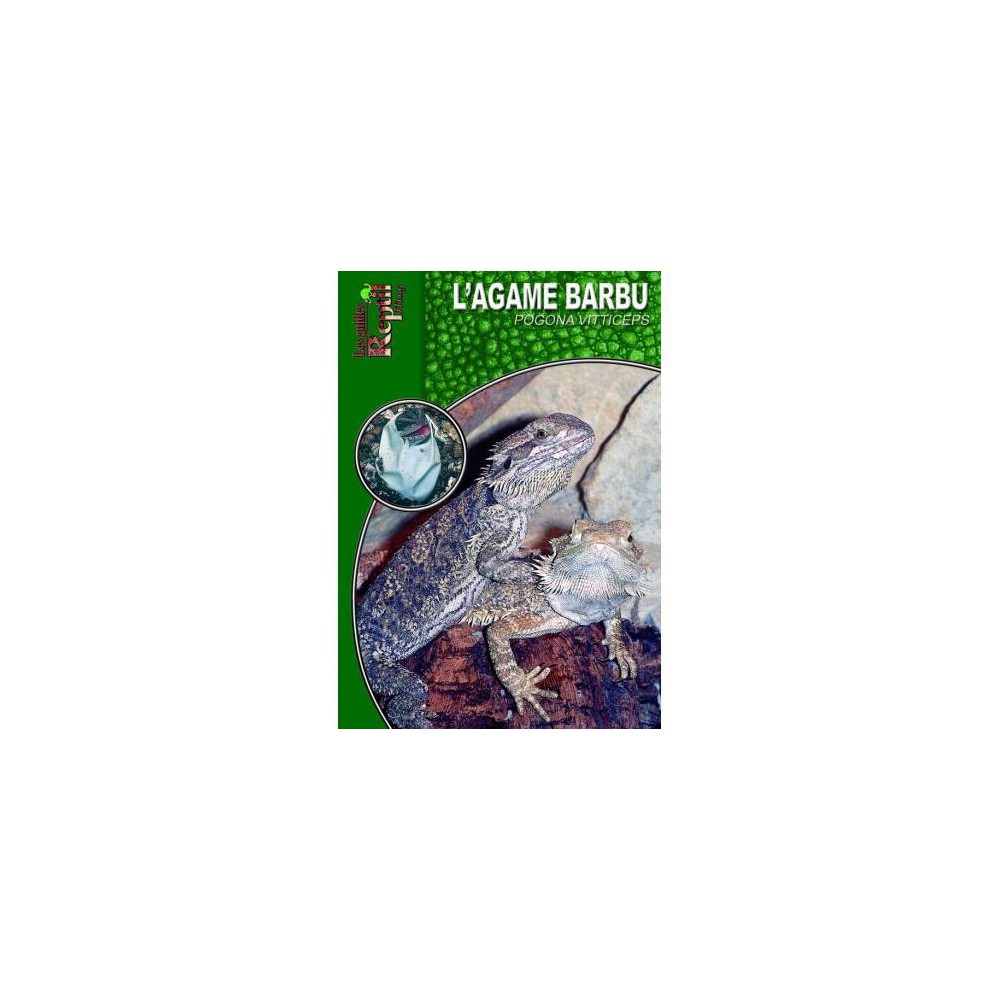 L'agame barbu- Pogona vitticeps- Les guides Reptilmag