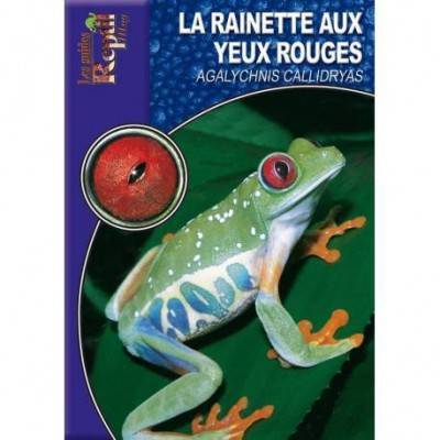 La rainette aux yeux rouges- Agalychnis callidryas- Les guides Reptilmag