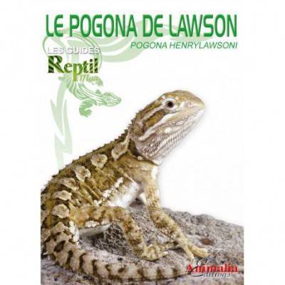 Le Pogona de Lawson- Pogona henrylawsoni