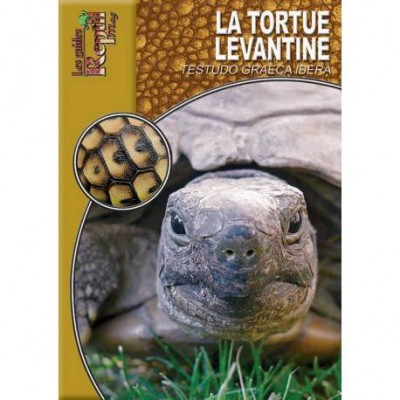 La tortue levantine- Testudo graeca ibera- Les guides Reptilmag