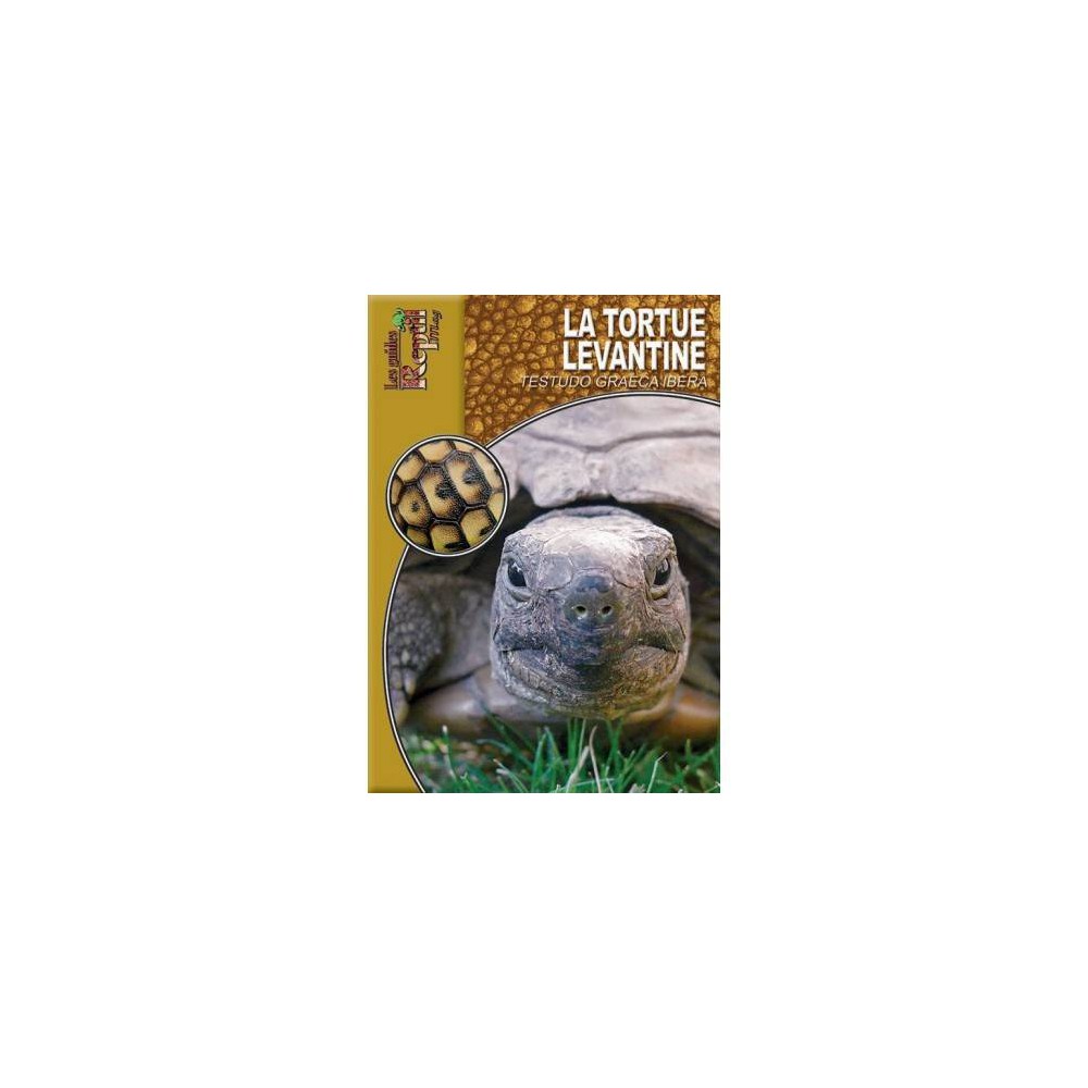 La tortue levantine- Testudo graeca ibera- Les guides Reptilmag