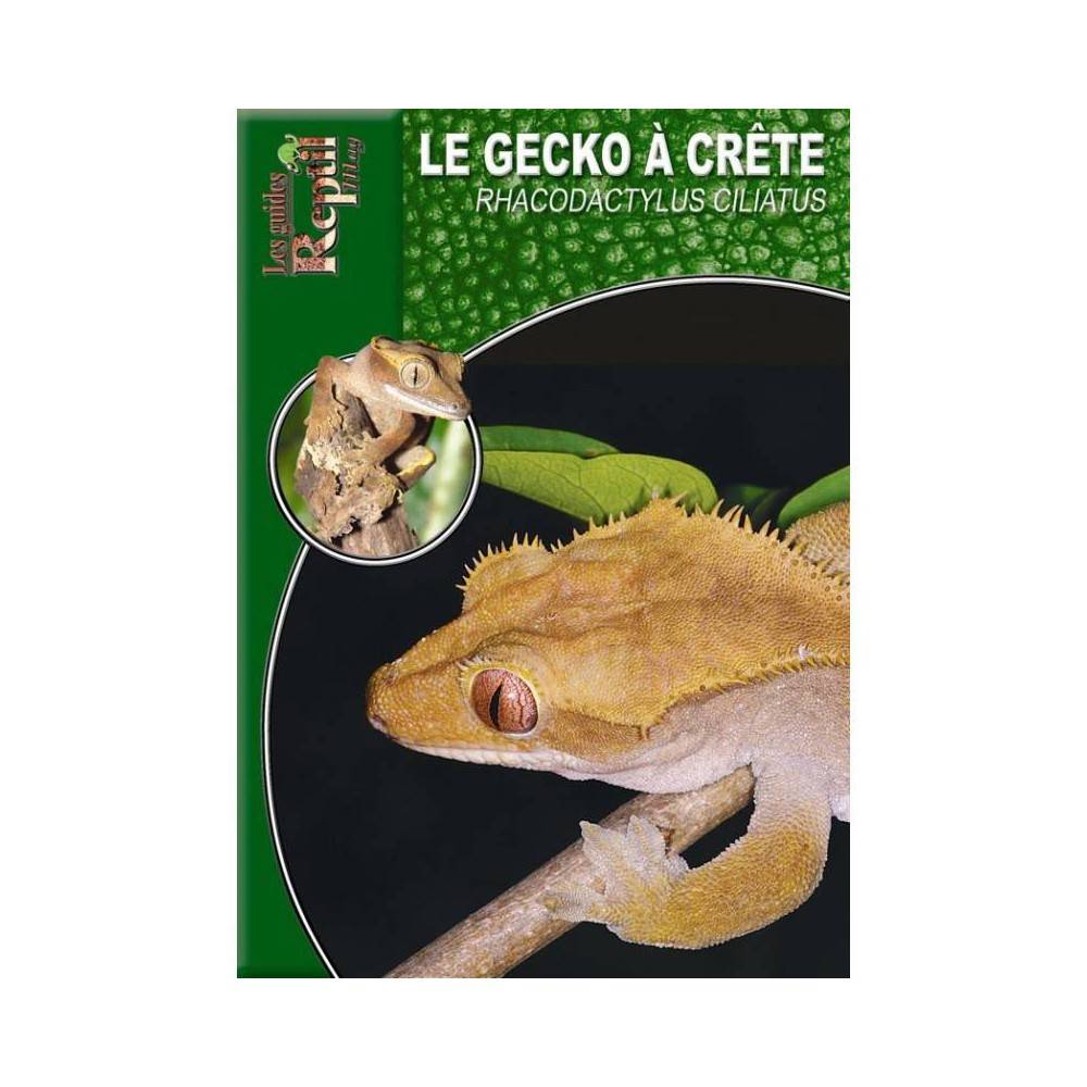 Le gecko à crête- Rhacodactylus ciliatus- les guides Reptilmag