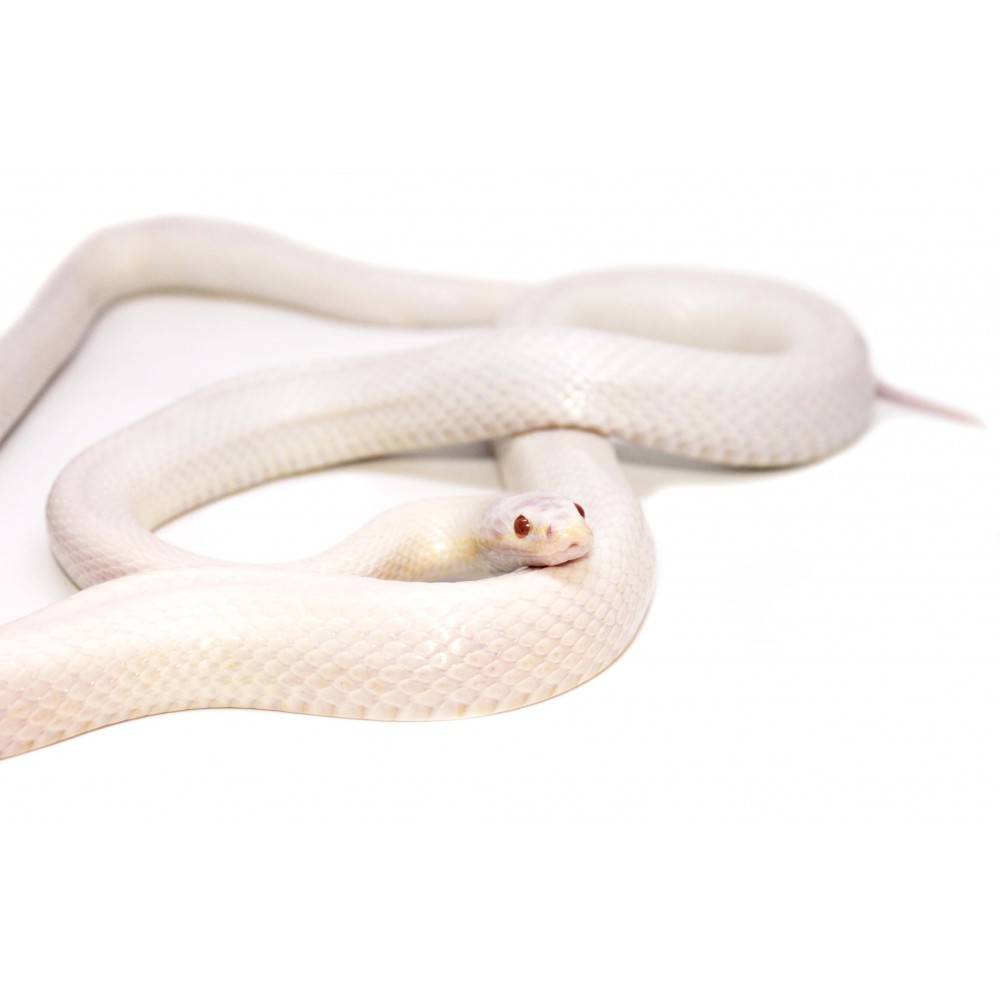 Serpent Des Bles Albinos