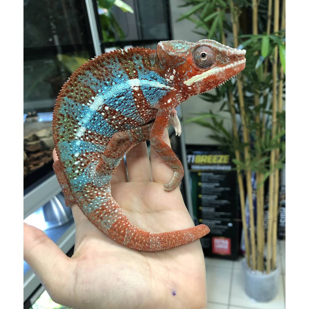 Furcifer pardalis "Ampiskiana" - Caméléon panthère