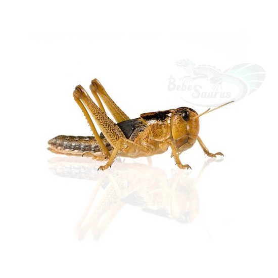 Locustes vivants pour reptiles