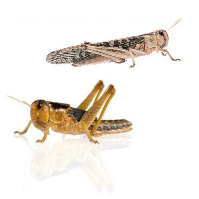 Criquets migrateurs (Locusta migratoria)