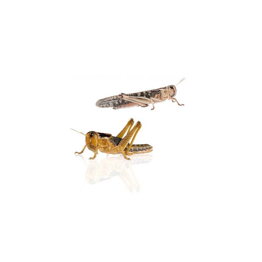 Criquets migrateurs (Locusta migratoria) Criquets migrateurs (Locusta migratoria)