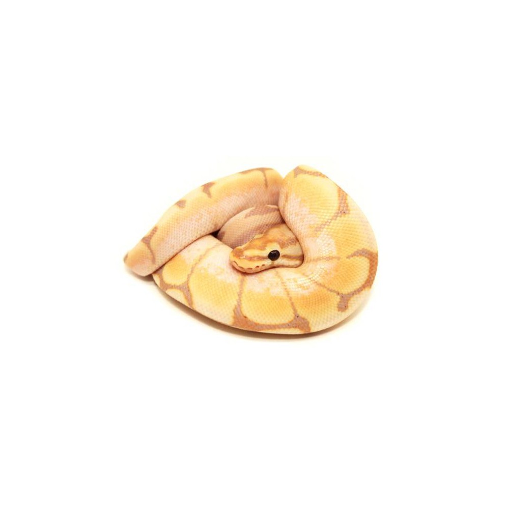 Python regius "Banana spider" - Python royal