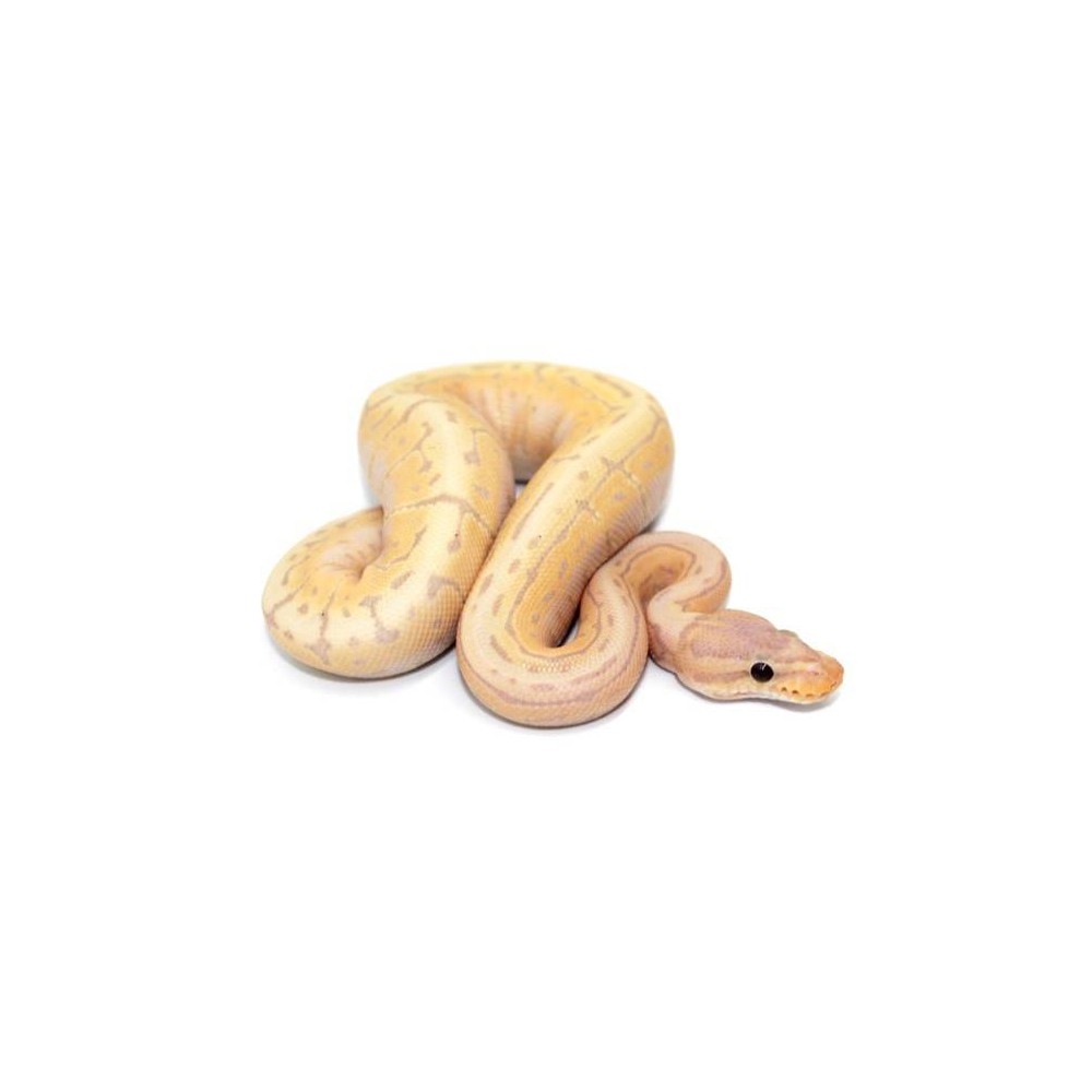 Python regius "Banana pinstripe" - Python royal