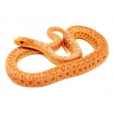 Pituophis catenifer annectens "Albinos" - Serpent taureau