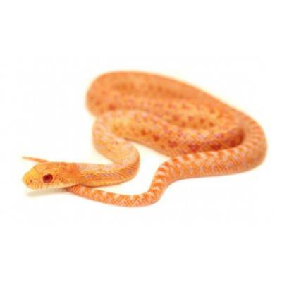 Pituophis catenifer annectens "Albinos" - Serpent taureau