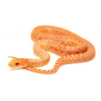 Pituophis catenifer annectens "Albinos" - Serpent taureau