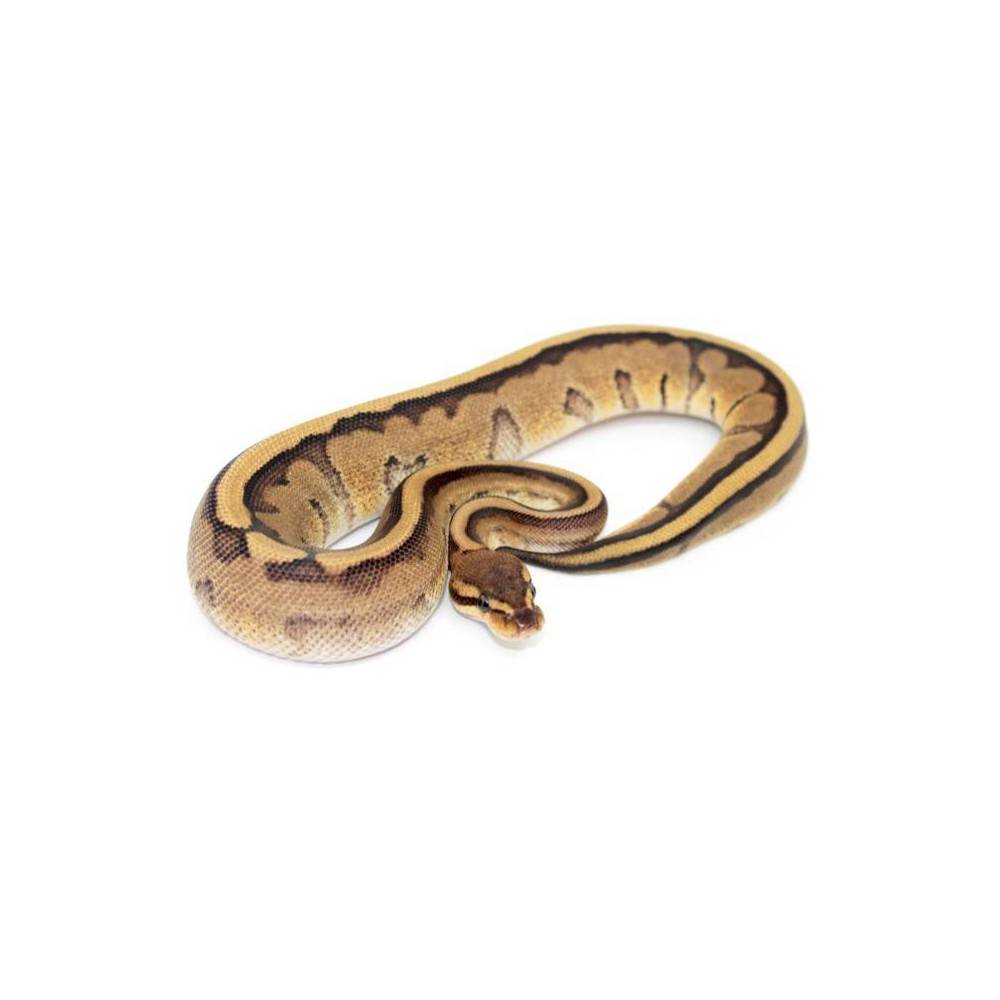 Python regius "Genetic stripe" - Python royal