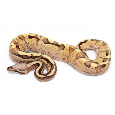 Python regius "Vanilla cream" - Python royal