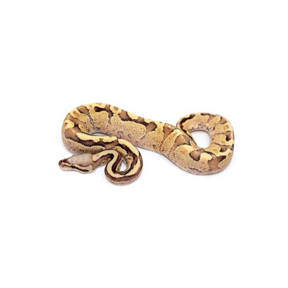 Python regius "Vanilla cream" - Python royal