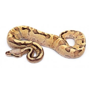 Python regius "Vanilla cream" - Python royal