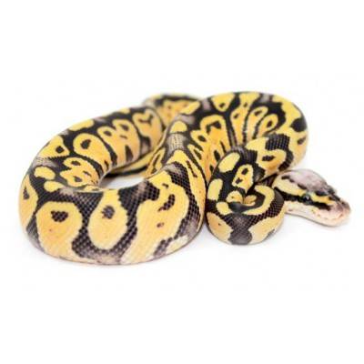 Python regius "Super pastel" - Python royal