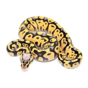 Python regius "Super pastel" - Python royal