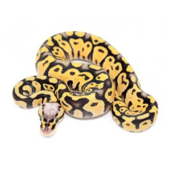 Python regius "Super pastel" - Python royal