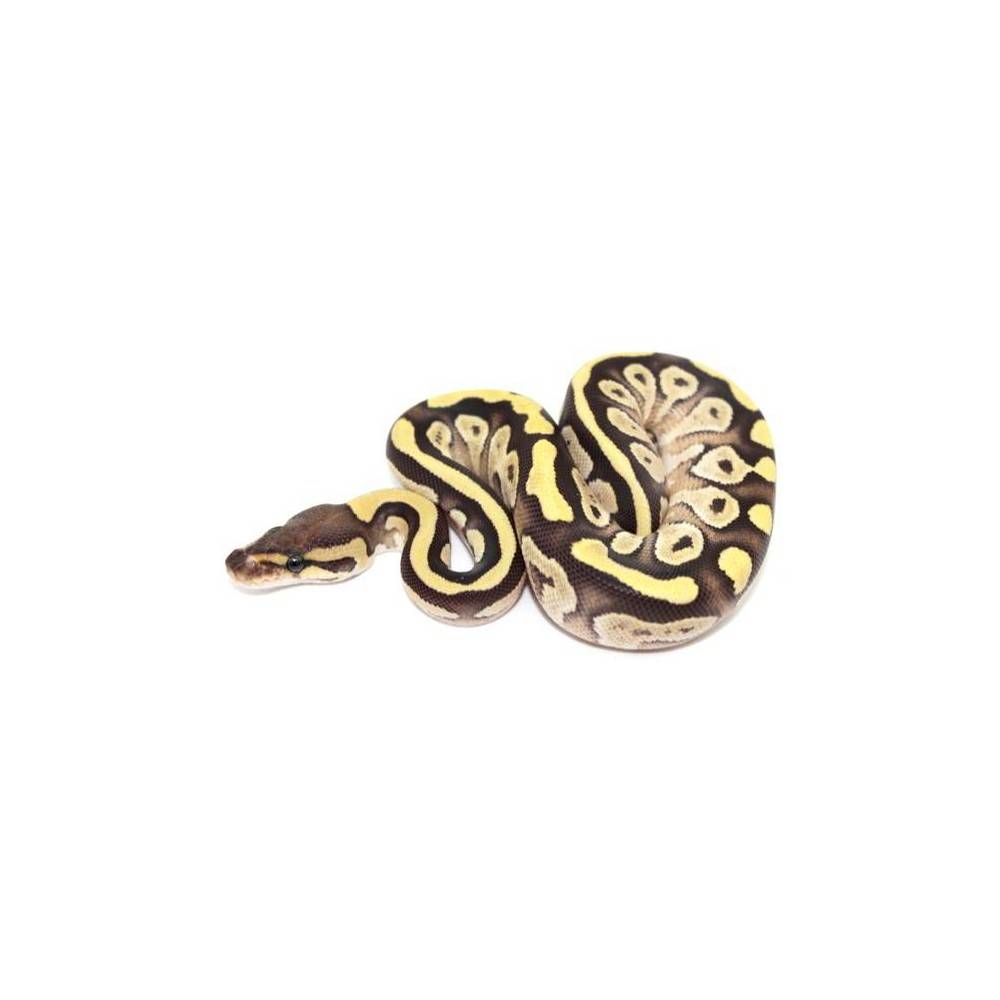 Python regius "Fire Mojave" - Python royal