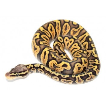Python regius "Super pastel GHI" - Python royal