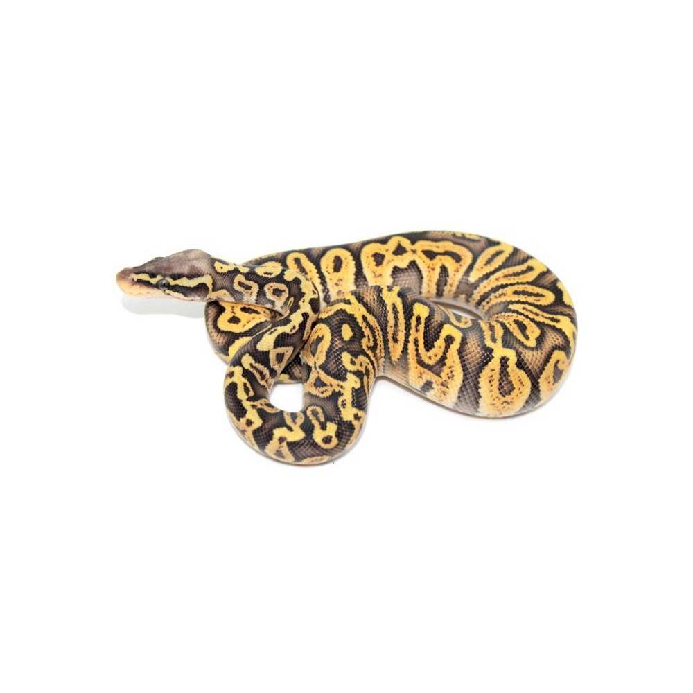 Python regius "Super pastel GHI" - Python royal Python regius "Super pastel GHI" - Python royal
