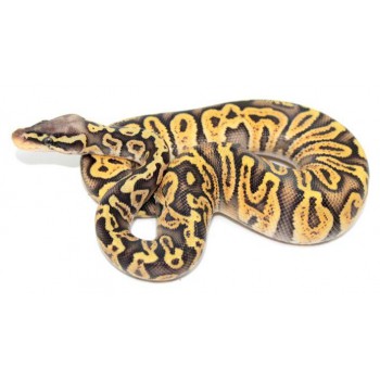 Python regius "Super pastel GHI" - Python royal