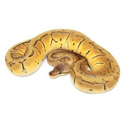 Python regius "Lemon Blast" - Python royal