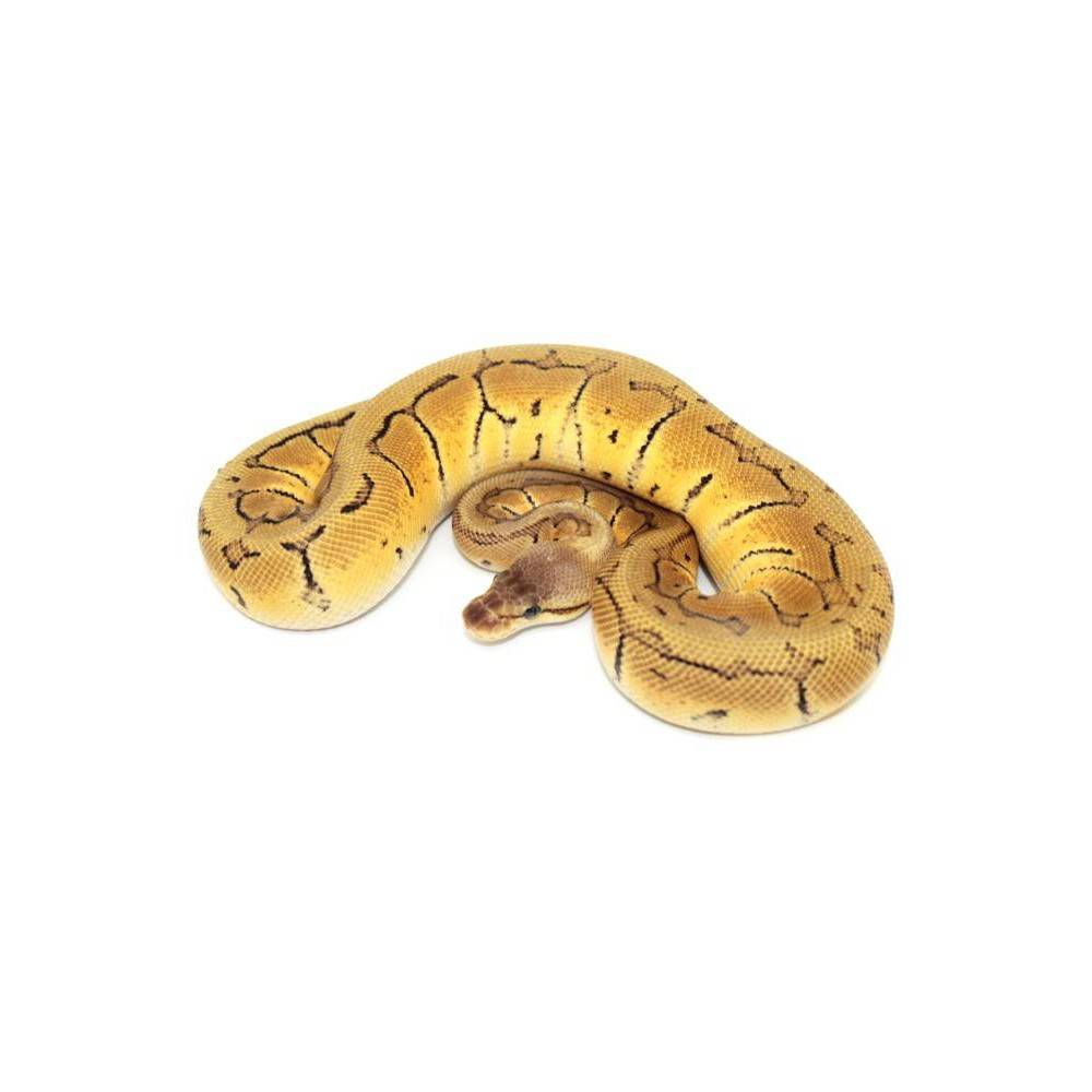 Python regius "Lemon Blast" - Python royal