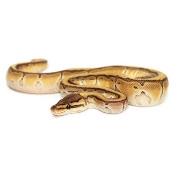 Python regius "Lesser Pinstripe" - Python royal