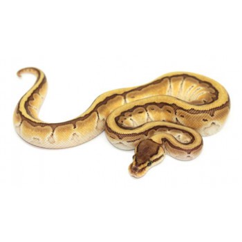 Python regius "Lesser Pinstripe" - Python royal
