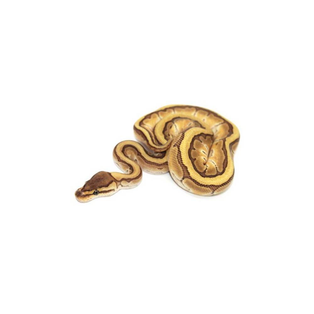 Python regius "Lesser Pinstripe" - Python royal Python regius "Lesser Pinstripe" - Python royal