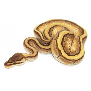 Python regius "Lesser Pinstripe" - Python royal
