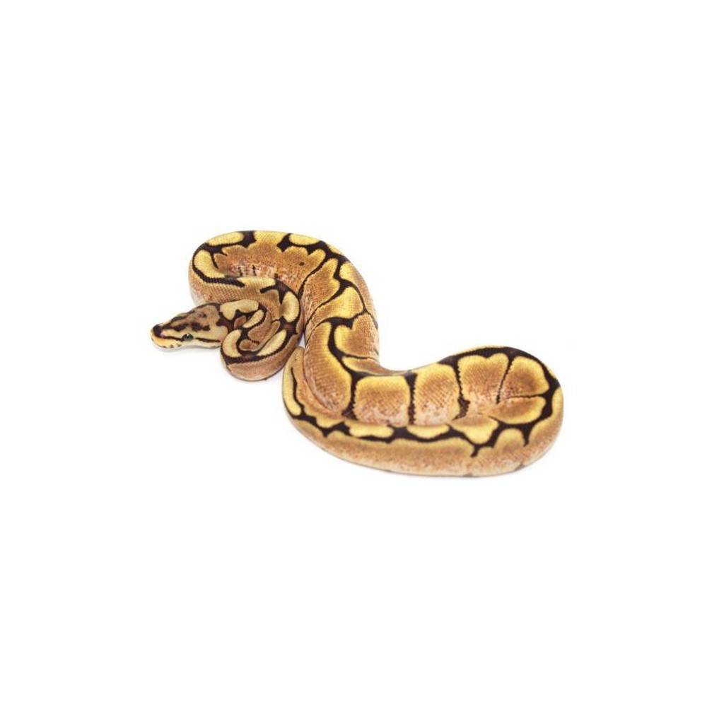 Python regius "Fire Spider sunrise" - Python royal Python regius "Fire Spider sunrise" - Python royal