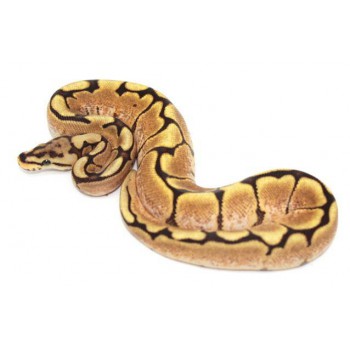 Python regius "Fire Spider sunrise" - Python royal