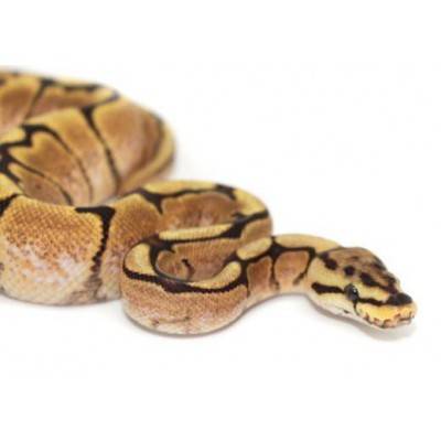 Python regius "Fire Spider sunrise" - Python royal