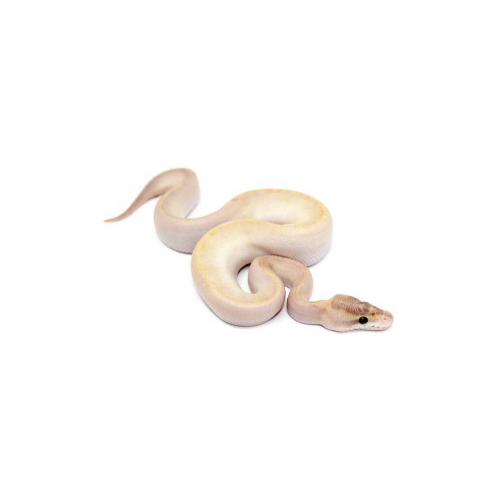Python regius "Ivory" - Python royal Python regius "Ivory" - Python royal