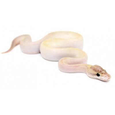 Python regius "Ivory" - Python royal